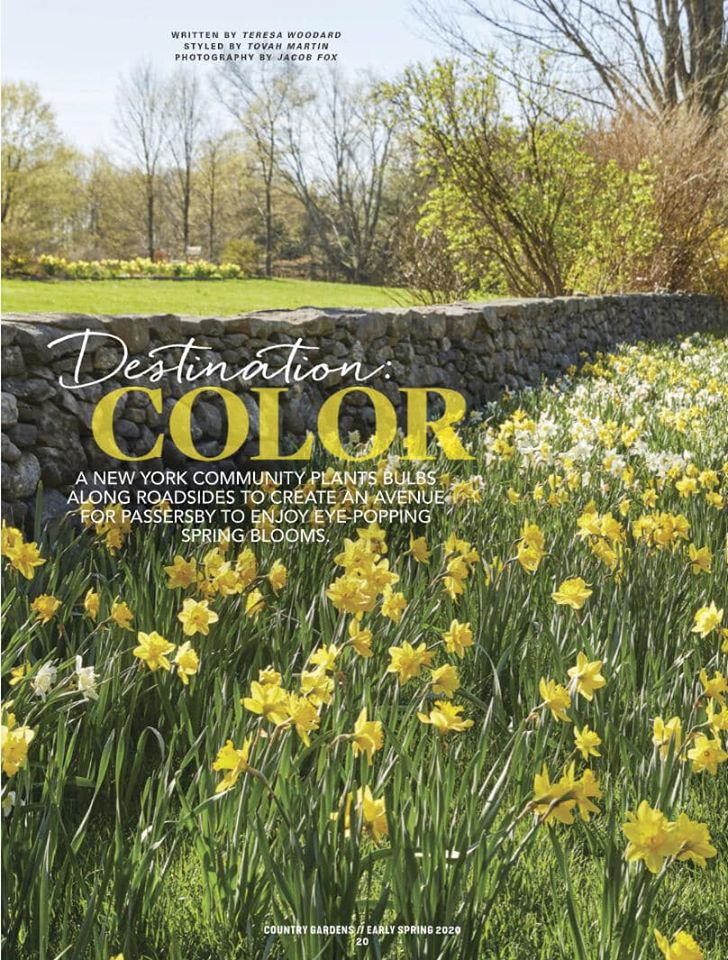 Country Gardens magazine cover: daffodils blooming in front of stone wall, [part of the Golden Roads project in Lewisboro, NY